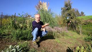 Video 258  Muhlenbergia capillaris in fioritura [upl. by Rolyks848]