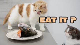 Do Cats Like Fish [upl. by Down]