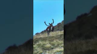 Cervo maschio del parco nazionale dello Stelvio [upl. by Elehcir459]