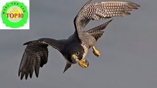 Top 10 Fastest Flying Birds in the World [upl. by Ahsart]