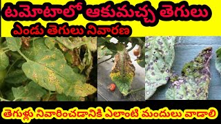 టమోటోలో ఆకుమచ్చ తెగులు ఎండు తెగులు నివారణ Tomato disease prevention Tips farming agriculture [upl. by Eicyak190]