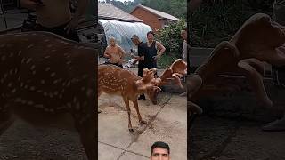 barasinghashorts🦌 animals 🦌 [upl. by Thomajan]