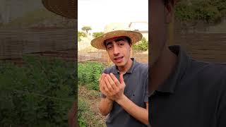 La grelinette un super outil au potager  🌱 youtubeshorts tools potager grelinette garden [upl. by Izawa]