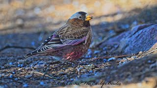 Leucosticte tephrocotis GRAYCROWNED ROSY FINCH foraging amp feeding 9086262 [upl. by Notlehs]