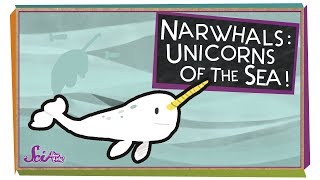 Narwhals Unicorns of the Sea [upl. by Gnet]