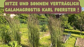 Wissen zu Calamagrostis Reitgras Karl Foerster [upl. by Marabel787]