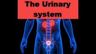 The Urinary system [upl. by Evelyn438]