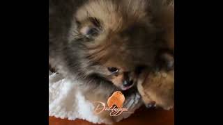 🌟 All About Dochlaggie Pomeranian Puppies 🐾 [upl. by Karee378]