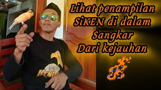 SANGKAR TANPA JERUJI by SIKEN 🤩👍■ kenarigacor kenarimania kenariisianmewah burungkenari [upl. by Gerri]