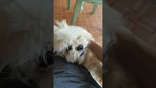 FLUPPY SHIHTZU PLAYFUL AND JOLLY shihtzumania shihtzu [upl. by Aldo]