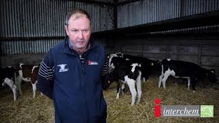 3 Reasons to feed Calf Milk Replacer over Whole Milk [upl. by Atinek]