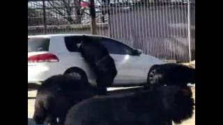 Black bear attacks car in wildlife zoo in Beijing [upl. by Guthrey]