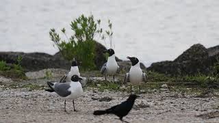 Laughing Gull Big Branch Marsh NWR [upl. by Eelyr]