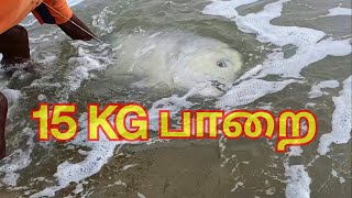 💥பதினைந்து கிலோ பாறை மீன் கரையோரத்தில் பிடிபட்டது  GT Fish  Fishing Video  fishing [upl. by Red]