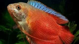 Лялиус кровавокрасный Sunset Dwarf Gourami COLISA LALIA продажа оптом [upl. by Maryn]