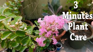 3 Minutes Summer Flower Garden plant Name and Care  beautiful house plant  Lagerstroemia [upl. by Courtenay]