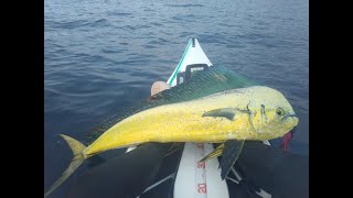 MAHIMAHI on the kayak その2 [upl. by Mccartan]