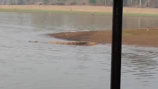 Crocodile in kabini [upl. by Edmonds]