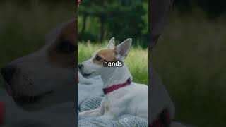 This Simple Trick Stops Dog Barking INSTANTLY 🐶 You Won’t Believe It Works shorts [upl. by Cogen199]