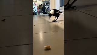 Swooped by thieving Magpie in my kitchen magpies swoop feedingthehungry waitforit [upl. by Jarrell]