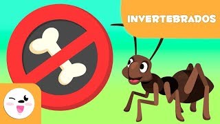 Animais invertebrados para crianças  Introdução [upl. by Oelak439]