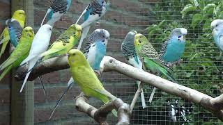 10 Minuten Parkieten geluiden – Parakeet sounds – Lovebird sounds – Budgerigar sounds – Bird sounds [upl. by Tnilk]