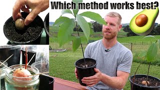 The BEST Way To Grow Avocado From Seed  0  5 Months of Growth [upl. by Treva]