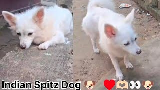 Indian spitz dog  Indian Spitz puppy  Indian Spitz dog barking Short Video dog short video [upl. by Golub]