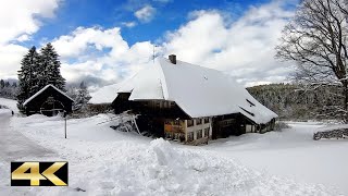 Winterwanderung  von Titisee nach Hinterzarten  Hochschwarzwald 🇩🇪 [upl. by Wernda]