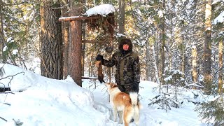 ЛОСИ ХОДЯТ РЯДОМ С ИЗБУШКОЙ ФЕВРАЛЬСКАЯ ПРОВЕРКА КАПКАНОВ ЛИСА ПОПАЛАСЬ [upl. by Itoc]