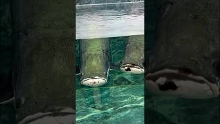 Giant Arapaima Fish Feeding [upl. by Ataga]