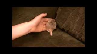 George the foster Duprasi fattailed gerbil exotic rodent pet [upl. by Assilrac330]