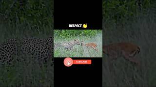 The leopard takes care of the gazelle cubs trending animals viralvideo wildlife leopardgazelle [upl. by Adlev]