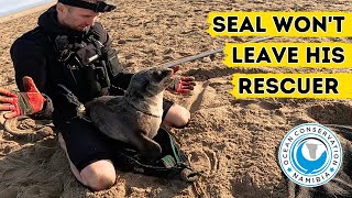 Seal Wont Leave His Rescuer [upl. by Clinton]