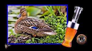 Foiles Migrators  Timber Rattler Duck Call single reed [upl. by Nisior]