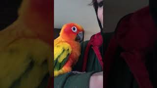 Dance Party Sun Conure peachmarcello [upl. by Ahsil346]