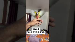 Indoor free flight call trained tamed conure red factor birds lovebirds tamed handtame chennai [upl. by Webber]