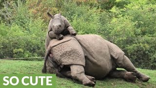 Energetic baby rhino begs mom to play with him [upl. by Sabec240]