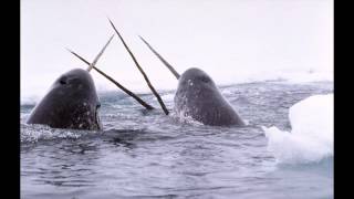 Why are there no narwhals in captivity [upl. by Townsend468]