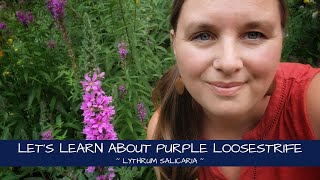 Lets Learn About Purple Loosestrife  Lythrum salicaria [upl. by Araht]