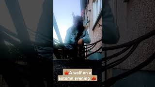 🍁A wolf on a autumn evening🍁♤ [upl. by Anaitsirk216]