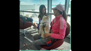 Bringing your pet to the Philippines Part 4 the travel experience [upl. by Hurd778]