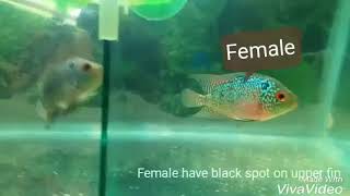 Difference between male amp female Flowerhorn fish [upl. by Ianej]