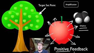 Positive and Negative Feedback Loops [upl. by Oidale]