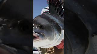 Roosterfish on the Fly with the Axiom IIX amp NTR Reel Video Josh Hudman [upl. by Marciano]