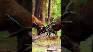 Elk vs Elk Shocking Footage of Territorial Battles [upl. by Hairym]