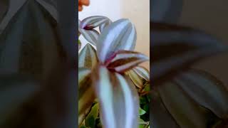 Purple and green combination plants gardening decor ytshorts closetonature indoorplants [upl. by Chaffin]