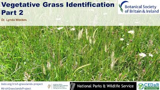 Vegetative Grass Identification  part 2 [upl. by Anesuza]