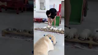 Cute Puppies Eating Meal While Mother Is Guarding Them cutepuppy puppy doglovers [upl. by Baily]