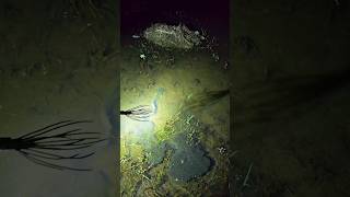 Night Fishing  Traditional Fishing 🌻 part42 fishing nightfishing shorts shortsfeed bigfish [upl. by Alliehs]